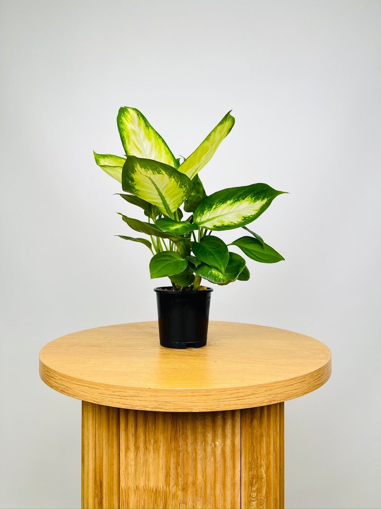 Dieffenbachia Tropic Marianne | Uprooted