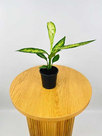 Dieffenbachia Vesuvius | Uprooted
