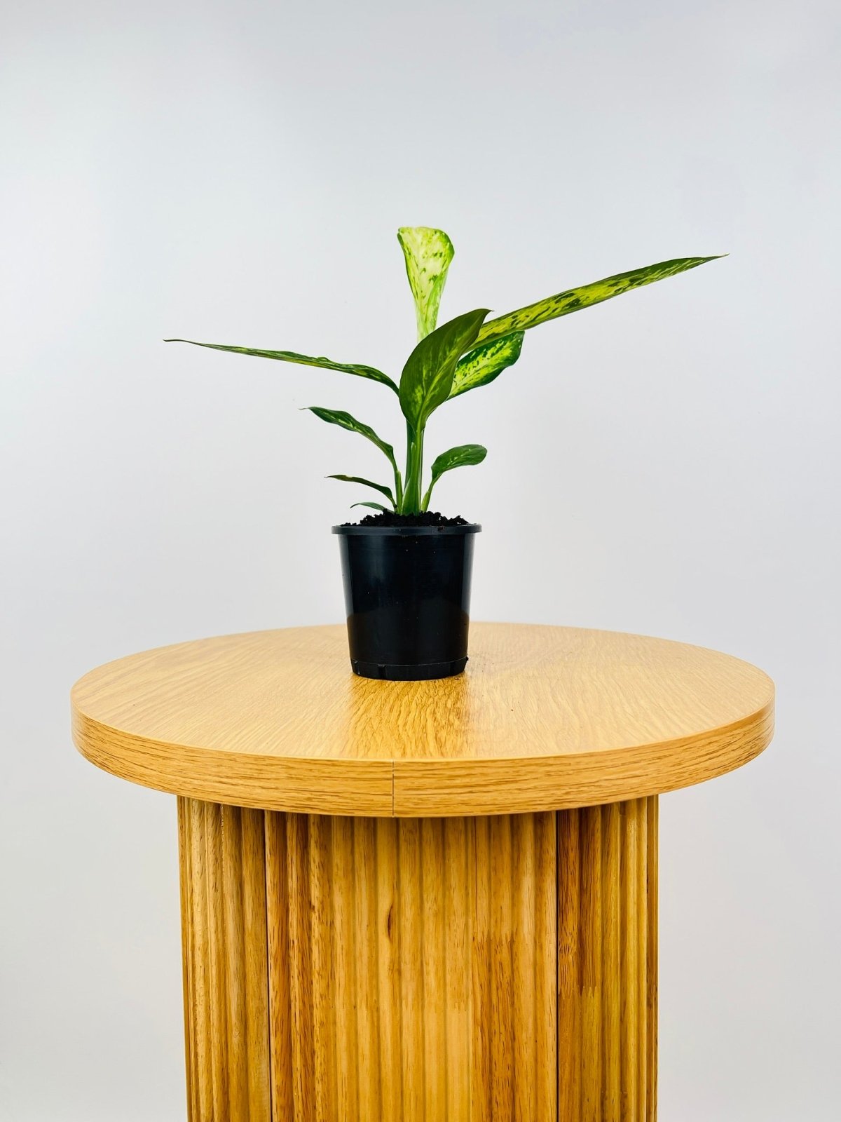 Dieffenbachia Vesuvius | Uprooted