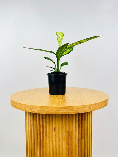 Dieffenbachia Vesuvius | Uprooted