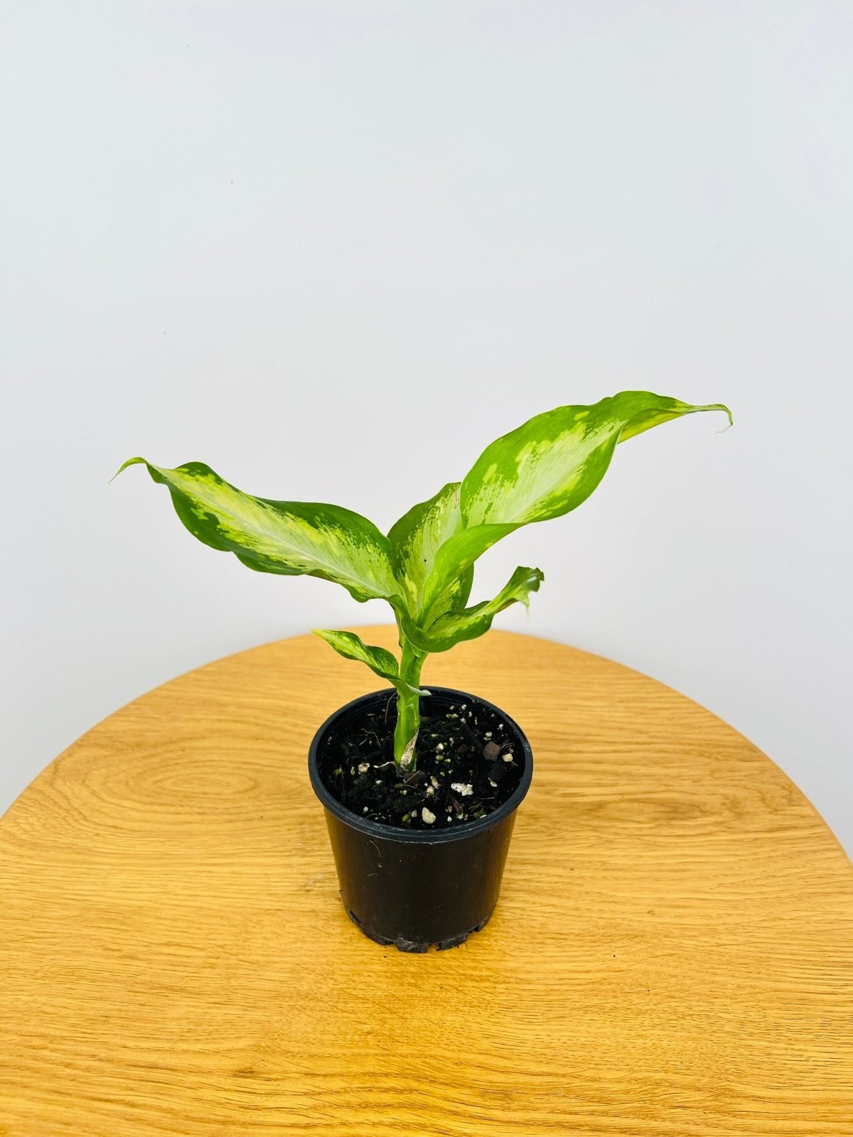 Dieffenbachia Wightii | Uprooted