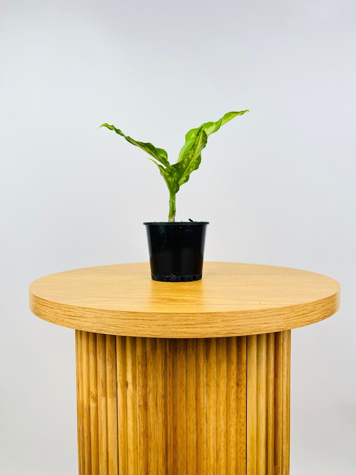 Dieffenbachia Wightii | Uprooted