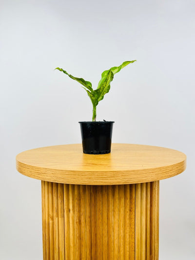 Dieffenbachia Wightii | Uprooted