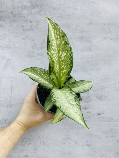 Dieffenbachia Tropical Tiki | Uprooted