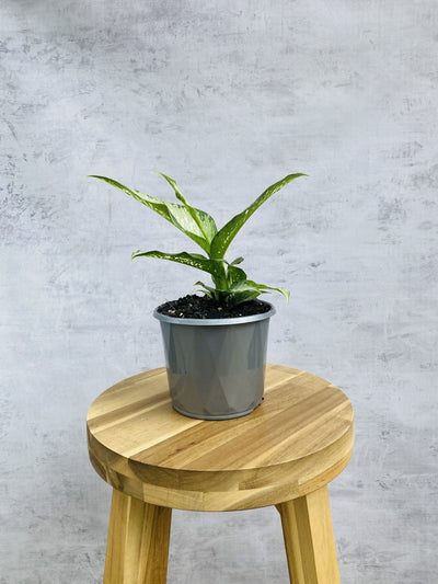 Dieffenbachia Tropical Tiki | Uprooted