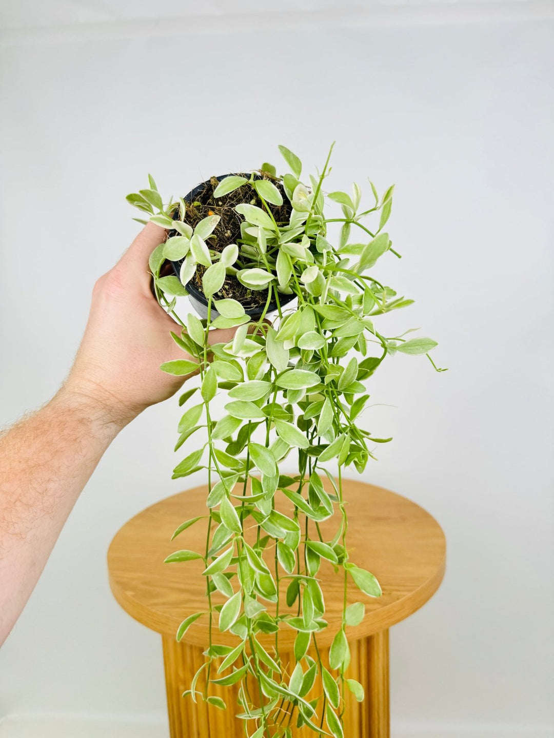 variegated indoor plants australia Dischidia Oiantha Variegata | Uprooted