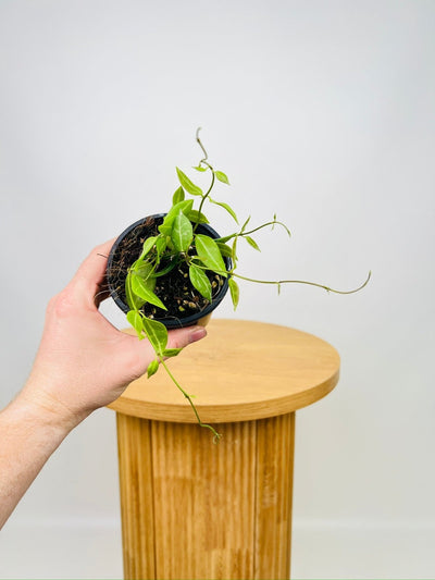Dischidia Ovata - Round Leaf | Uprooted