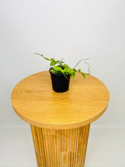 Dischidia Ovata - Round Leaf | Uprooted