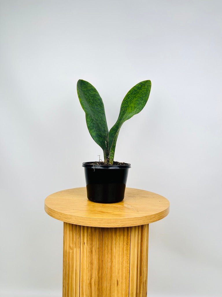 Dracaena Masoniana - Whale Fin - Maxi | Uprooted