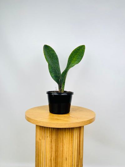 Dracaena Masoniana - Whale Fin - Maxi | Uprooted
