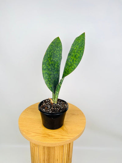 Dracaena Masoniana - Whale Fin - Maxi | Uprooted