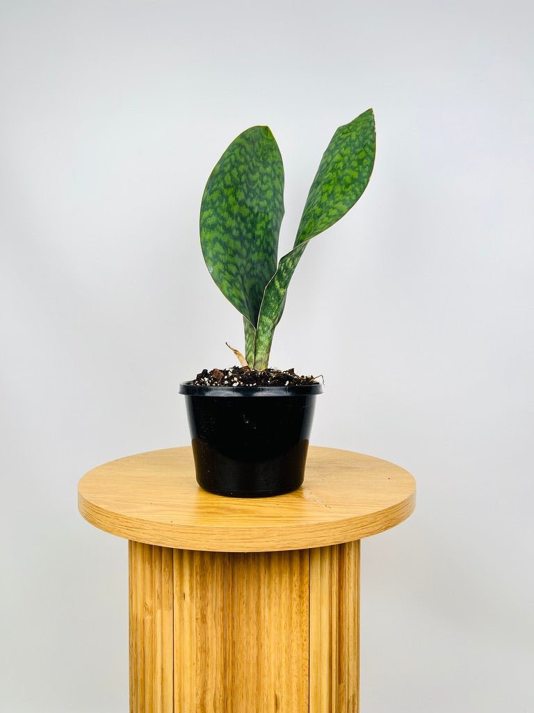 Dracaena Masoniana - Whale Fin - Maxi | Uprooted