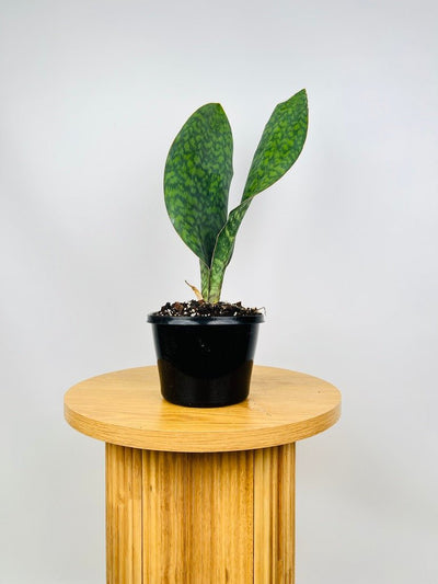 Dracaena Masoniana - Whale Fin - Maxi | Uprooted