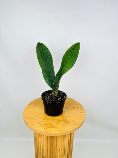 Dracaena Masoniana - Whale Fin - Maxi | Uprooted