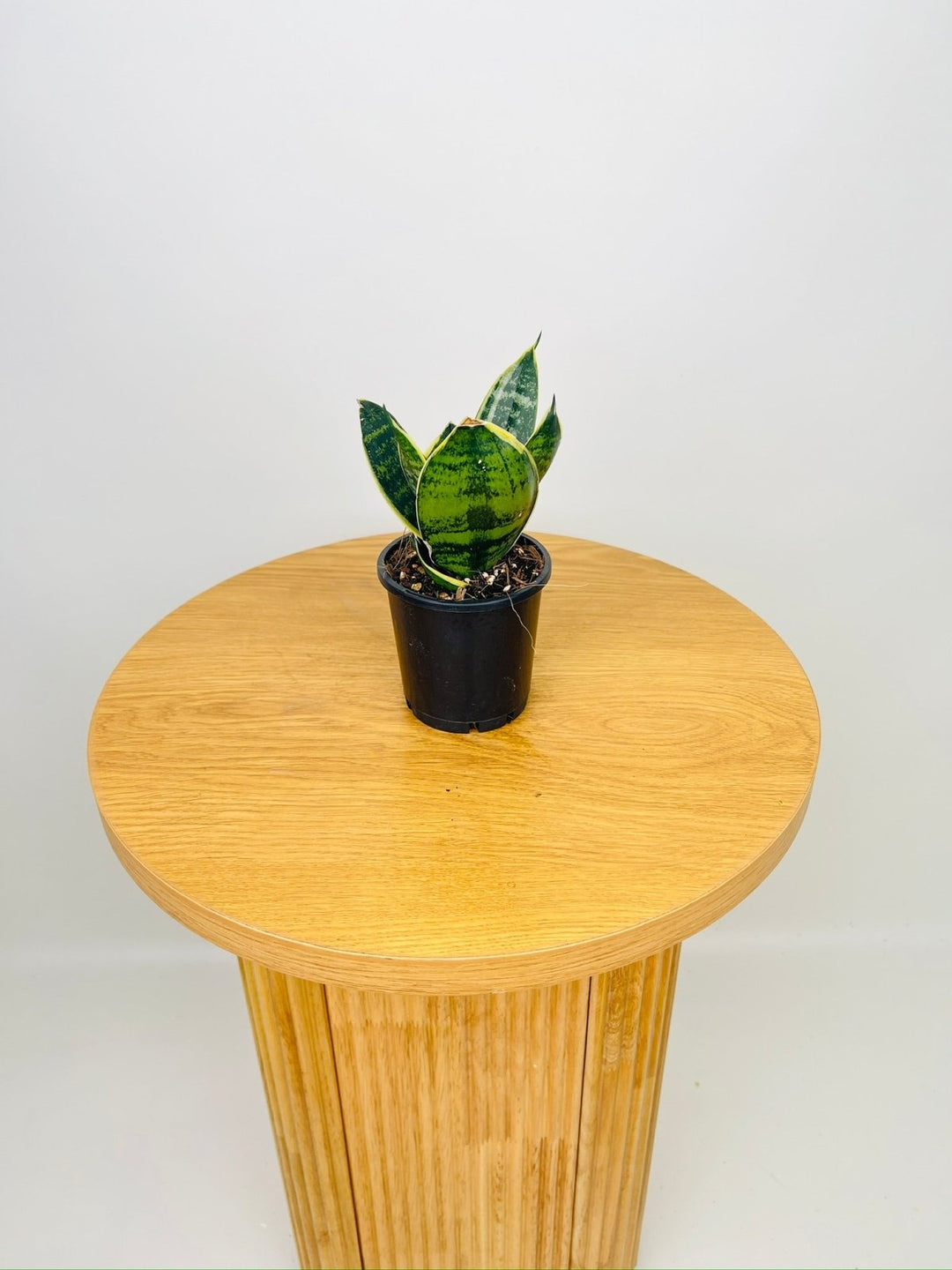 snake plant uprooted Dracaena Trifasciata - Hahnii | Uprooted