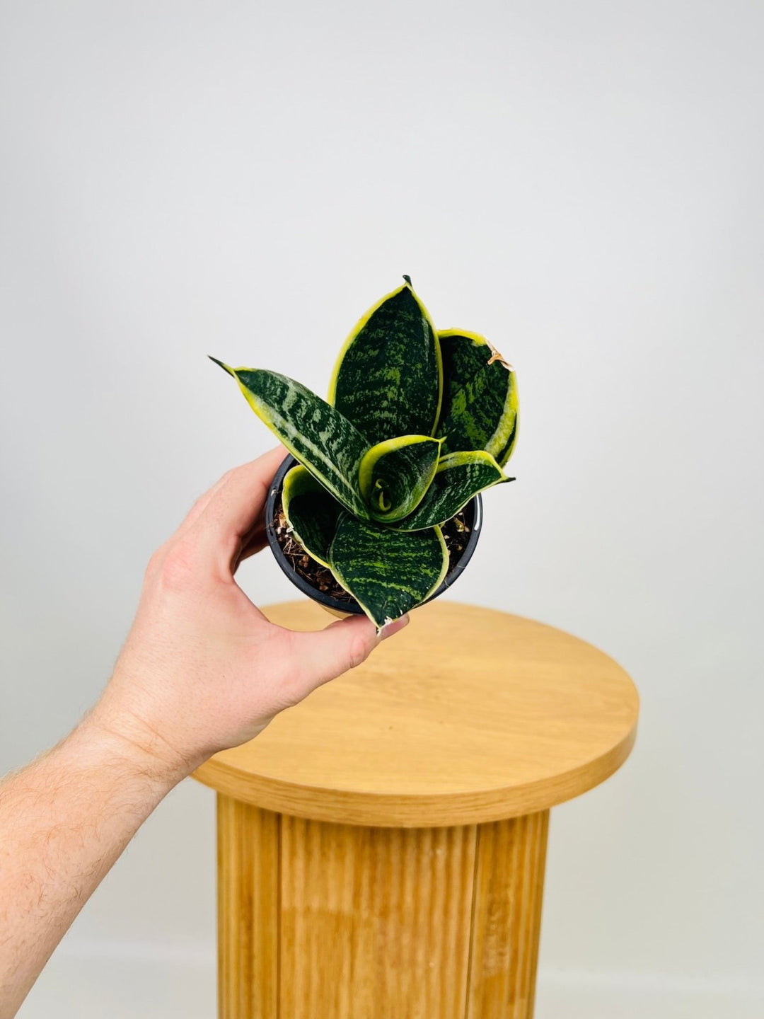 dracaena trifasciata for sale Dracaena Trifasciata - Hahnii | Uprooted