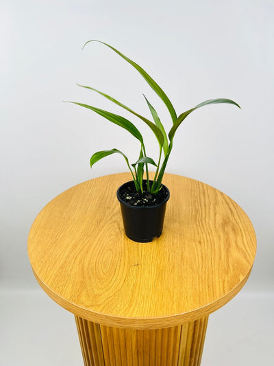 Epipremnum Amplissimum Green | Uprooted