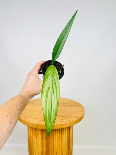 Epipremnum Amplissimum Silver Streak | Uprooted