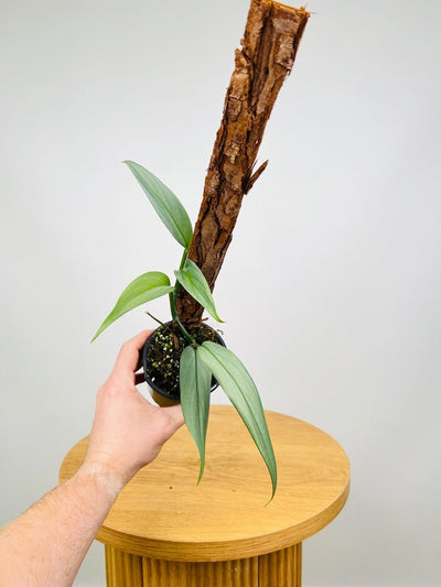 Epipremnum Amplissimum Silver | Uprooted