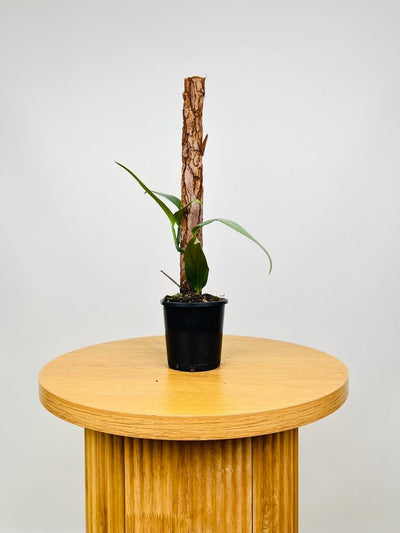 Epipremnum Amplissimum Silver | Uprooted