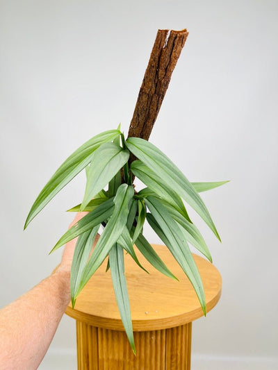 Epipremnum Amplissimum Silver | Uprooted