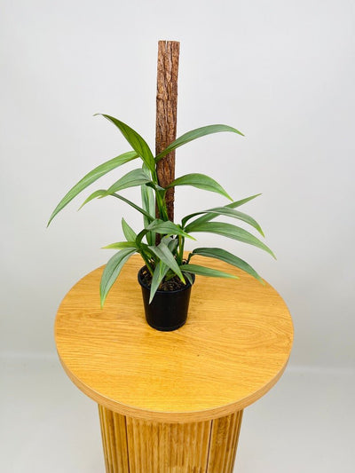 Epipremnum Amplissimum Silver | Uprooted