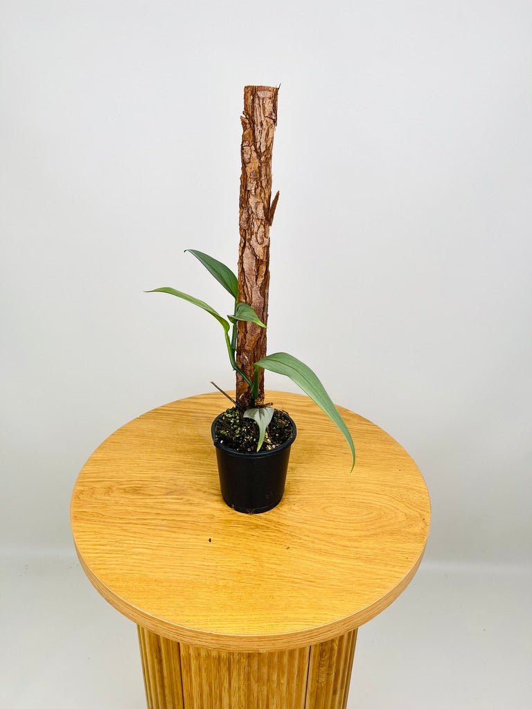 Epipremnum Amplissimum Silver | Uprooted