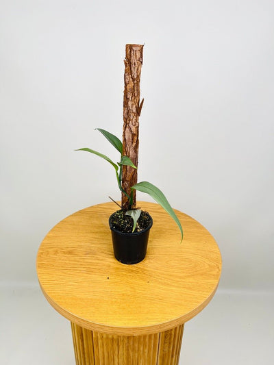 Epipremnum Amplissimum Silver | Uprooted