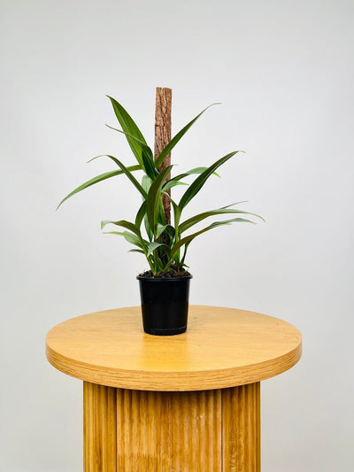 Epipremnum Amplissimum Silver | Uprooted