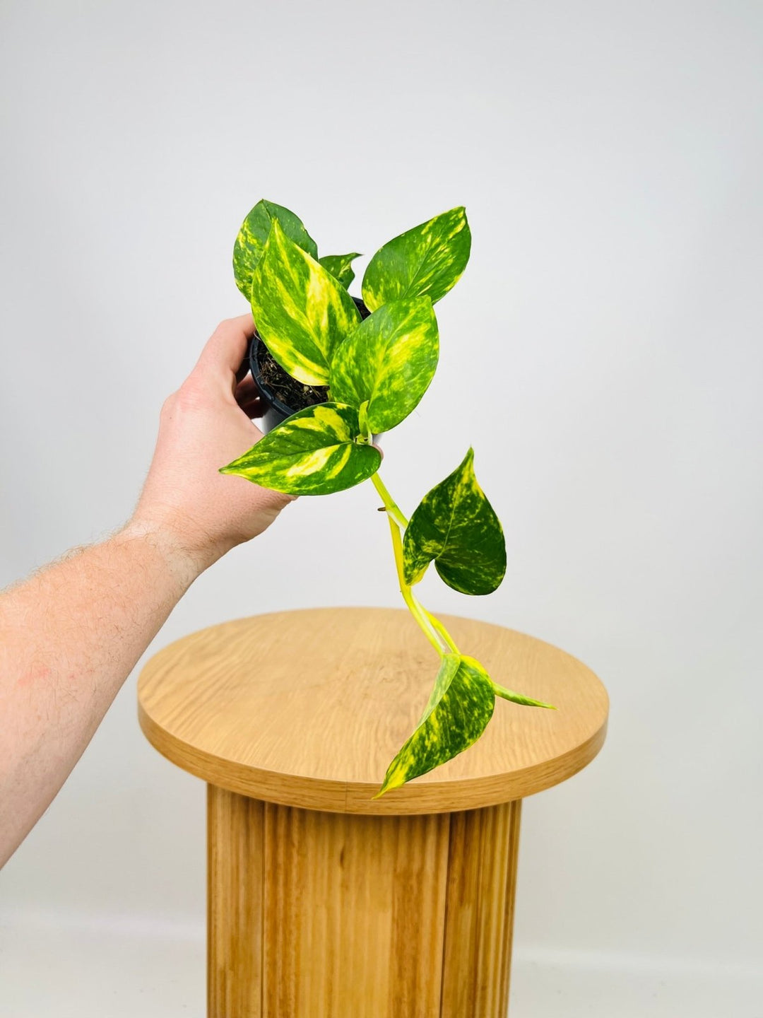 devils ivy and money plant Epipremnum Aureum - Devils Ivy | Uprooted
