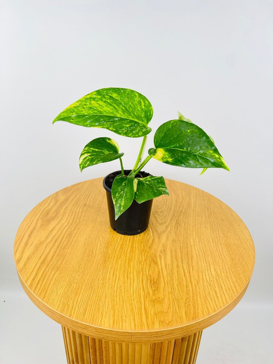 is devil's ivy same as money plant Epipremnum Aureum - Devils Ivy | Uprooted