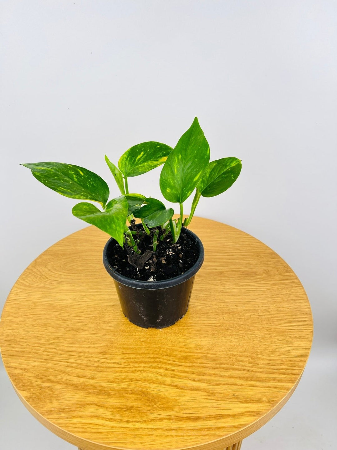 money plant vs devils ivy Epipremnum Aureum - Devils Ivy | Uprooted