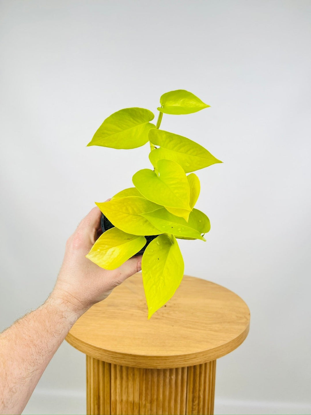 philodendron goldilocks Epipremnum Aureum - Goldilocks | Uprooted