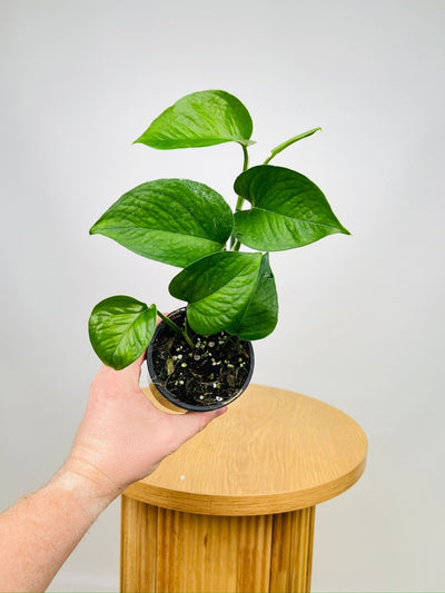 Epipremnum Aureum - Green Dragon | Uprooted