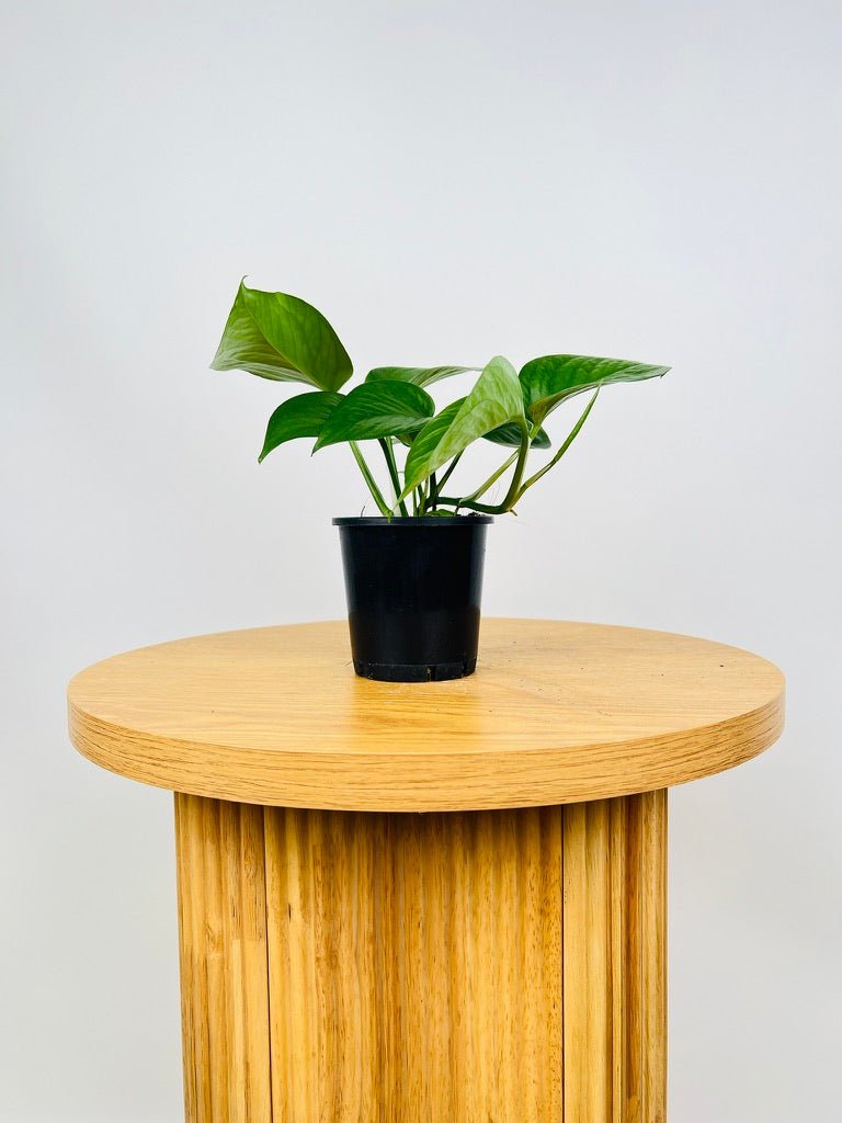 pothos green dragon Epipremnum Aureum - Green Dragon | Uprooted