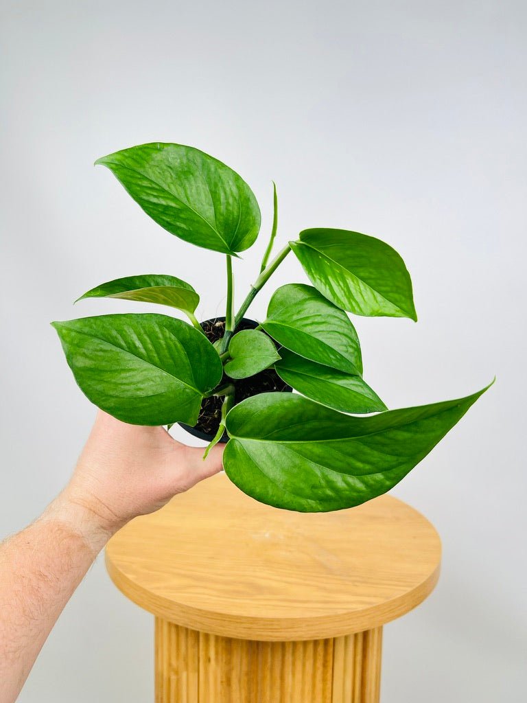 dragon pothos Epipremnum Aureum - Green Dragon | Uprooted