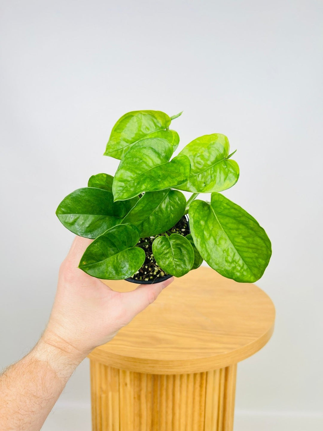 emerald pothos plant Epipremnum Aureum - Green Queen | Uprooted
