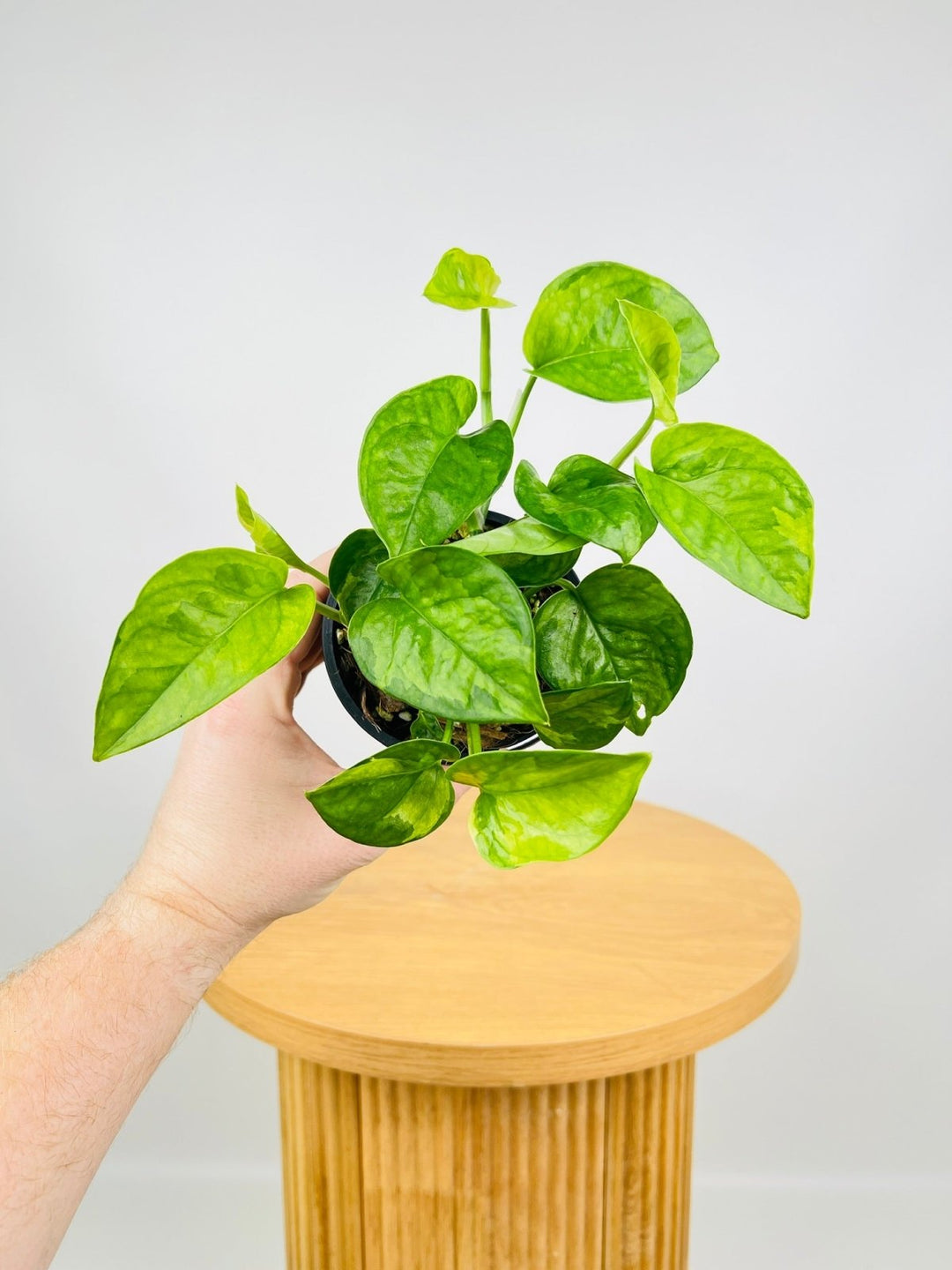 pothos green Epipremnum Aureum - Green Queen | Uprooted
