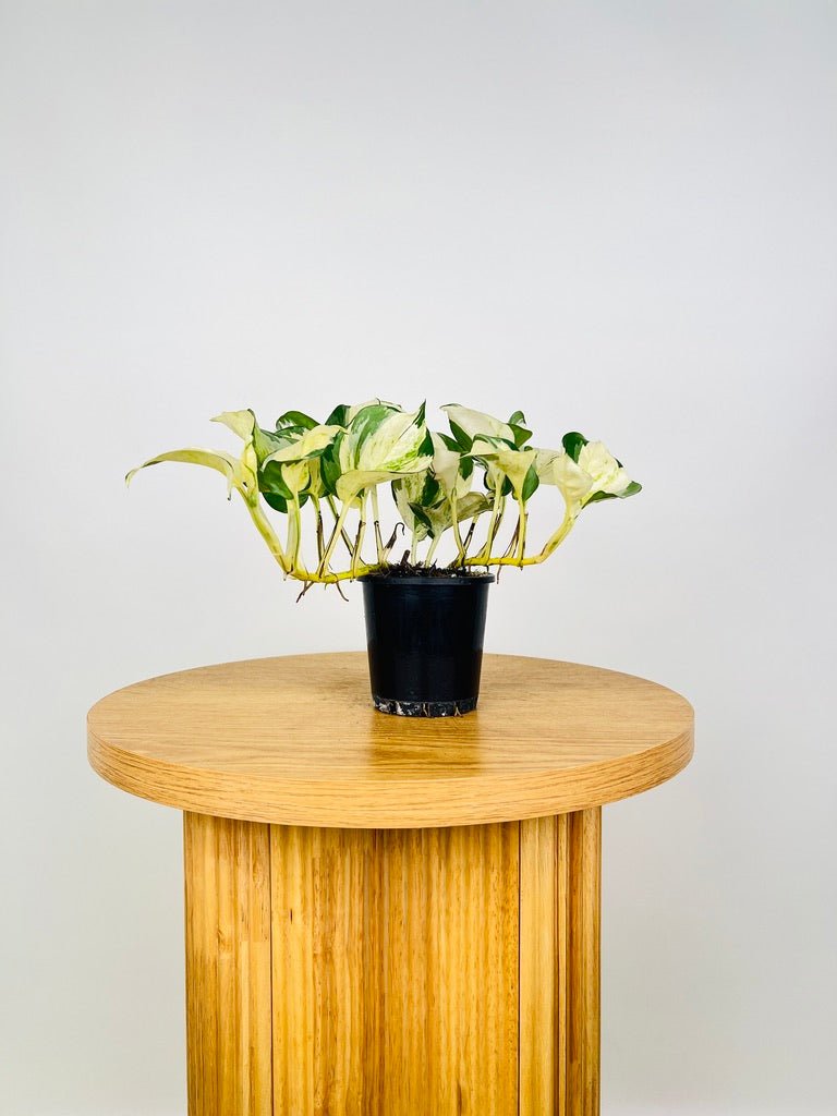 manjula pothos australia Epipremnum Aureum - Manjula | Uprooted