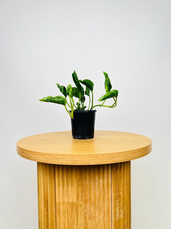 Epipremnum Aureum - Shangri La Variegated | Uprooted