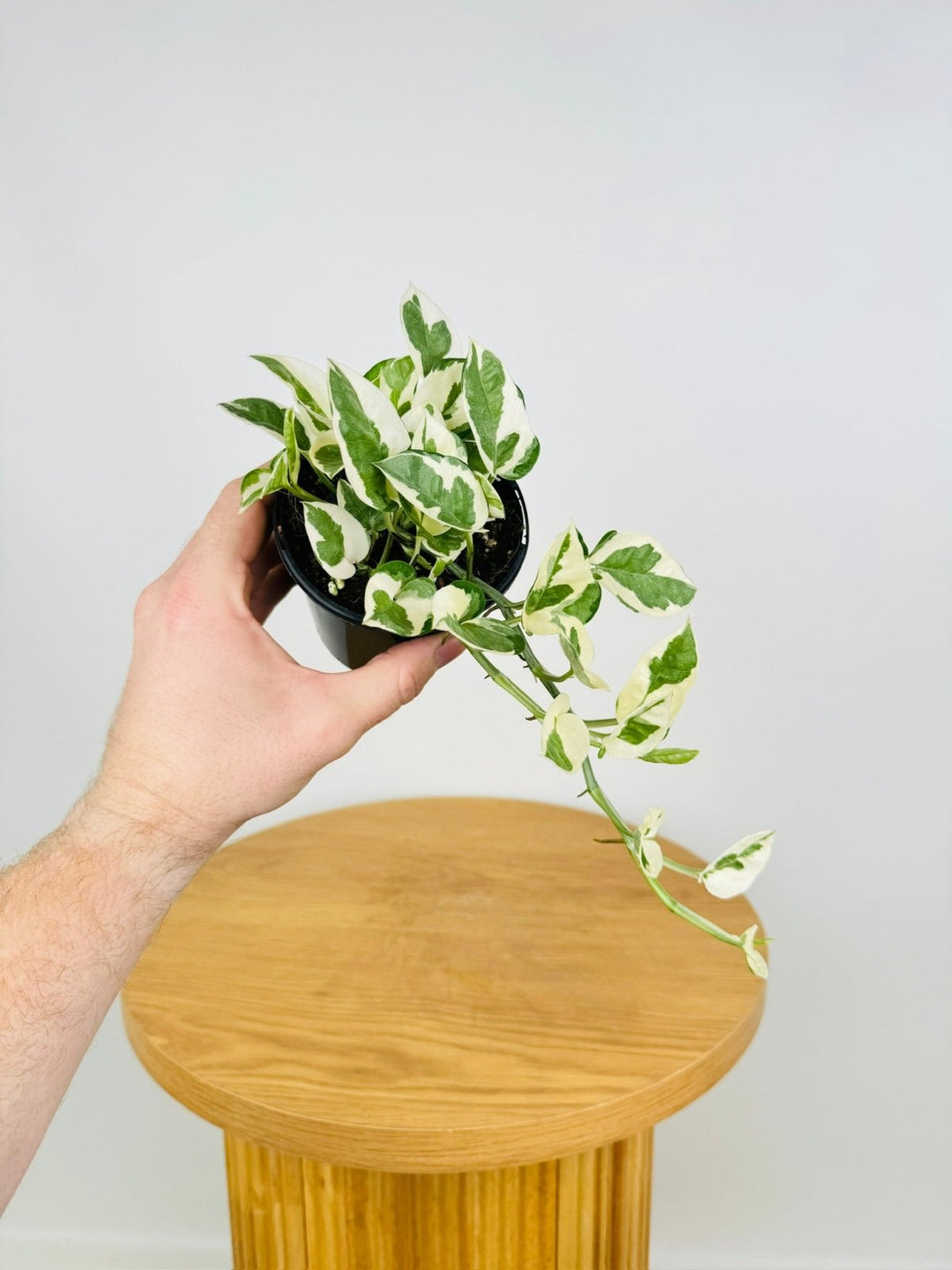 full snow queen pothos Epipremnum Aureum - Snow Queen | Uprooted