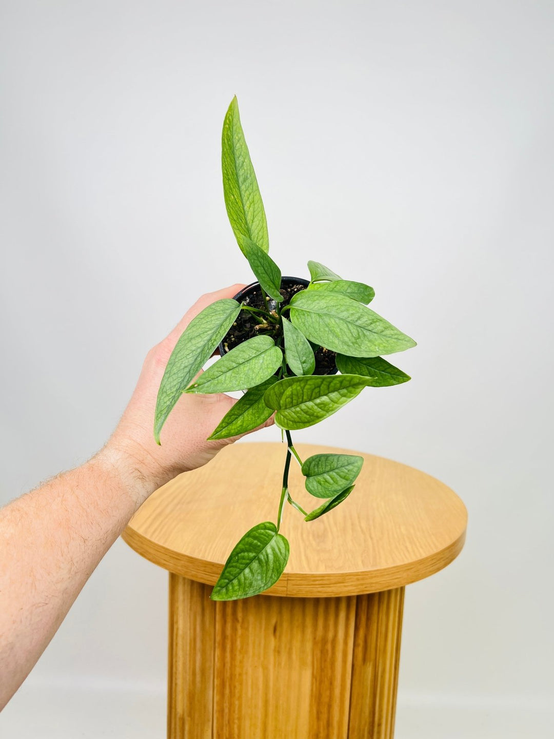 cebu blue pothos australia Epipremnum Pinnatum Cebu Blue | Uprooted