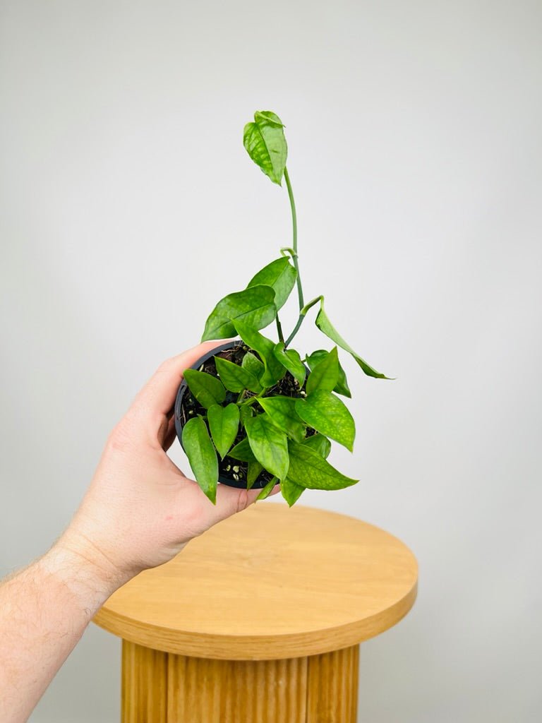 philodendron skeleton key for sale Epipremnum Pinnatum Skeleton Key | Uprooted