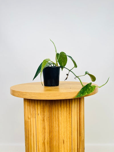 Epipremnum Pinnatum Variegated | Uprooted