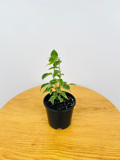 Ficus Benjamina Variegata | Uprooted