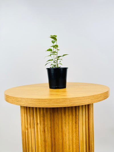 Ficus Benjamina Variegata | Uprooted