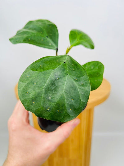 Ficus Deltoidea | Uprooted