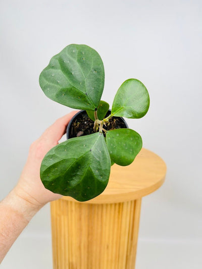Ficus Deltoidea | Uprooted