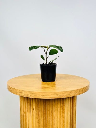 Ficus Deltoidea | Uprooted