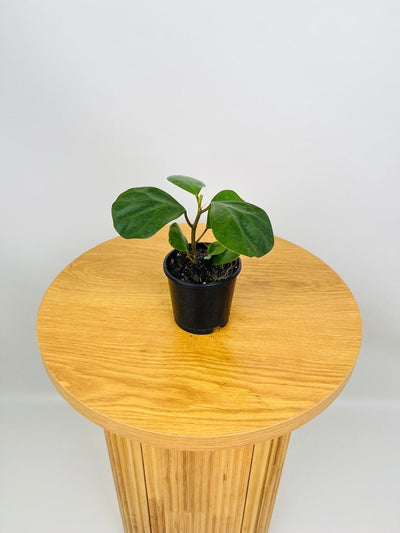 Ficus Deltoidea | Uprooted